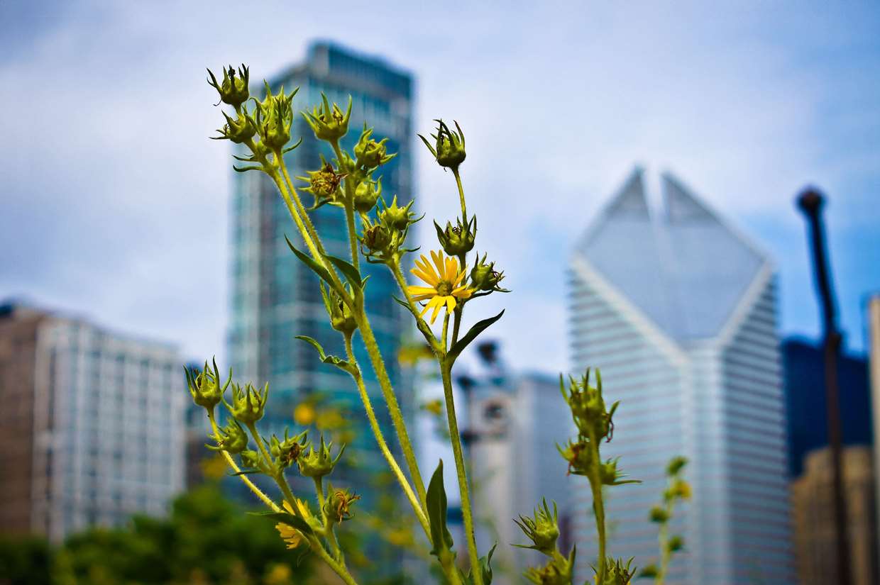 flowers in the city U5FQ3ZZ 1